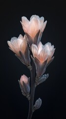 Delicate floral bloom dark background macro artistic arrangement close-up view beauty concept