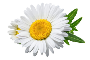 Fototapeta premium Bright pink daisy flower with yellow center, cut out