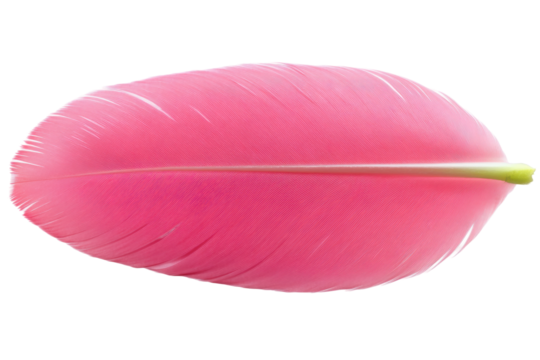 Pink feather isolated on white background, cut out