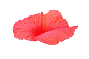 Pink hibiscus flower with vibrant petals, cut out