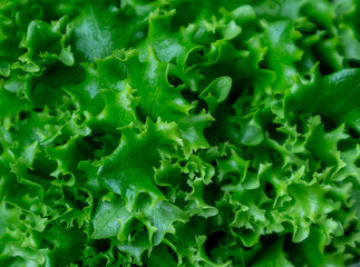 Fresh green lettuce leaves closeup
