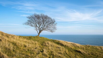 Hill, sea, tree, sky 