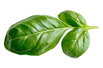 Fototapeta premium Fresh green basil leaves with prominent veins isolated on white background, macro view. Culinary herb for Mediterranean cuisine and food design.