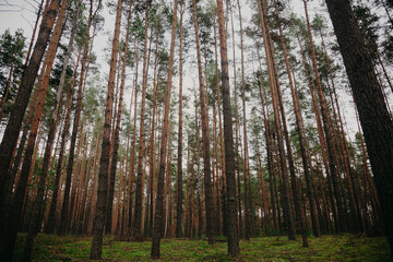 Forest background. Dark forrest nature view