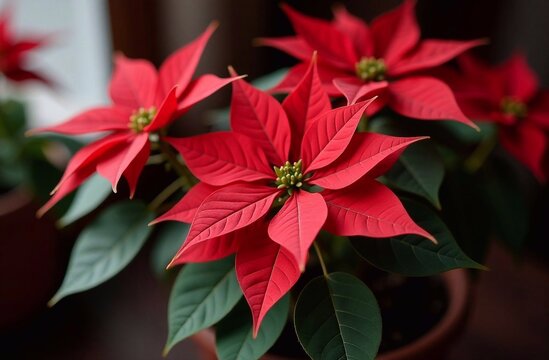 Christmas star poinsettia, flower, in a pot, close-up
