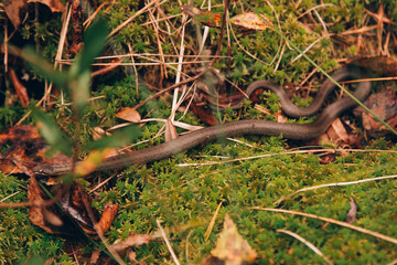 Snake. Viper in the forest