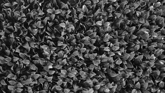 Dark gray leaves pattern background in black and white tone. Plant and tropical leaf and natural wallpaper in monochrome style.