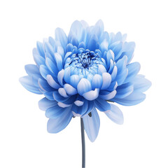 Obraz premium Serene Blue Chrysanthemum Flower Soft Petals Gentle Beauty