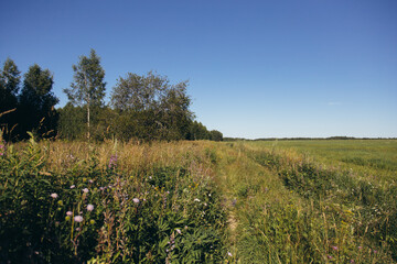 Obraz premium Field with yellow dandelions and blue sky
