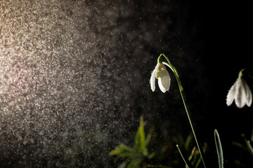 Isolated snowdrop glows softly under the night sky, illuminated by a gentle light as raindrops glisten around it in the darkness