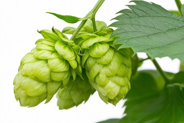 Fototapeta premium Close-up photograph of a green hop flower against a white background, high-resolution photography