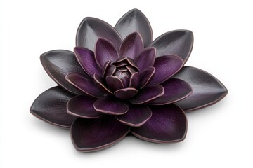 Dark chocolate dahlia flower, top view isolated on a white background with a clipping path, with full depth of field. Focus stacking