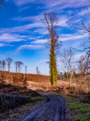 Abholzung im Mischwald