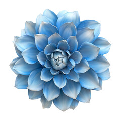 Serene Blue Dahlia Flower Soft Petals Gentle Bloom