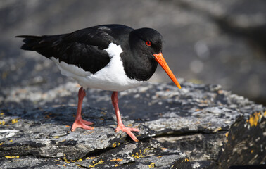 Austernfischer auf einem Stein an der Küste von Norwegen 