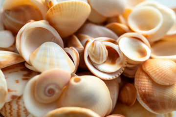 close-up of golden and white seashells scattered in a pile