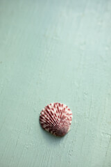close-up of a pink and red calico scallop seashell against a sea colored wood background with copy space 