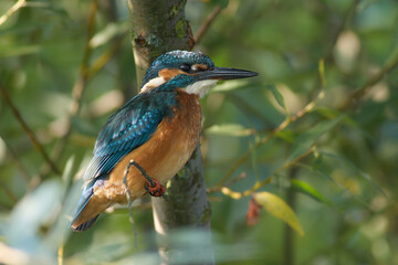 Kingfisher / Alcedo atthis / Ledňáček říční
