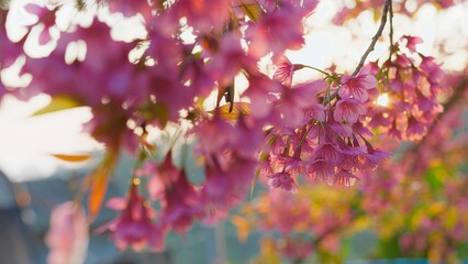 Obraz premium Beautiful Cherry Blossoms in Full Bloom with Sunlight Filtering Through Petals in a Serene Springtime Setting