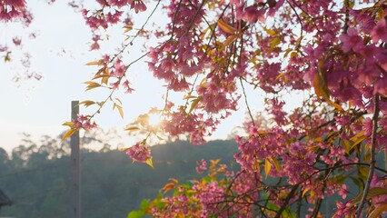 Beautiful Cherry Blossoms in Full Bloom with Sunlight Filtering Through Petals in a Serene Springtime Setting