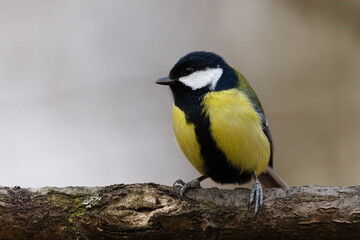 Fototapeta premium Parus major aka great tit perched on the tree branch. Common bird in Czech republic. Isolated on blurred background.