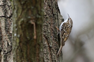 Certhia familiaris aka eurasian treecreeper is crawling on the tree. Tiny common bird in Czech republic. Close-up portrait isolated on clear blurred background.