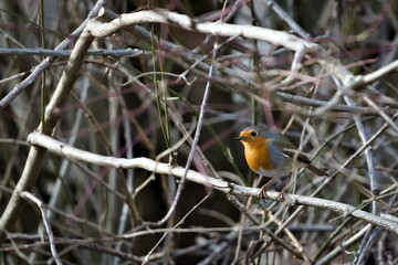 Erithacus rubecula aka european robin perched in the bush. Tiny bird from Czech republic.