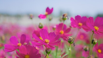 Fototapeta premium Close-up of vibrant pink cosmos flowers in full bloom, showcasing the beauty of nature and the essence of spring.