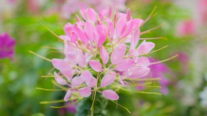 Obraz premium Close-up of a vibrant pink spider flower in full bloom, surrounded by lush green foliage in a garden.