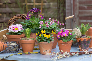 Frühlingsblumen in Terracotta-Töpfen auf dem Pflanztisch
