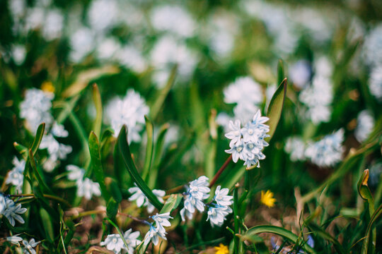 Pushkinia prolescovidnaya on the lawn in the garden. Spring flowers in the city