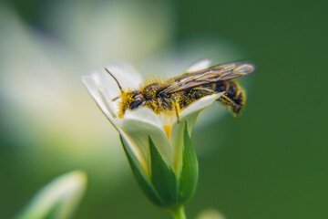 pollination of a flower in the forest by a bee. insect sitting on a flower collecting pollen to produce honey, spring forest, green blurry background