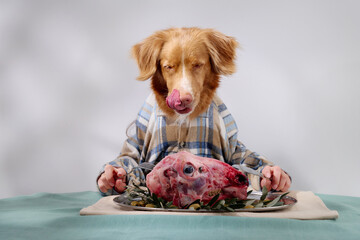 A Nova Scotia Duck Tolling Retriever wearing a plaid shirt is sitting at a table with a gourmet...