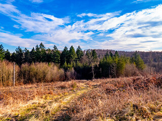 Abholzung im Mischwald