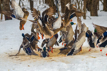 A flock of Mallards taking flight after startled