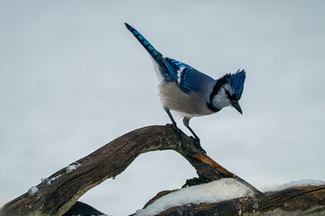 blue jay on a branch