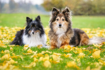 Two Sheltie dogs, female tricolor and sable colored, lying faithfully side by side in a green gras...