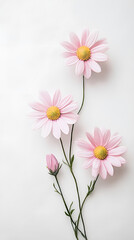 Pink daisy flowers 
