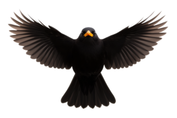 Red winged blackbird in a striking pose mid-flight, cut out