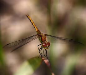dragonfly sitting on grass stalks, beautiful macro detail