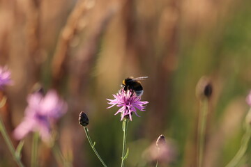 a bumblebee on a blooming meadow