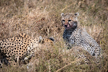 cheetah in serengeti national park