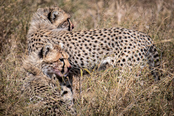 cheetah in serengeti national park