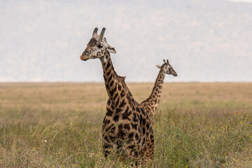 giraffe in the serengeti