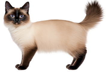 Siamese cat standing with alert posture, cut out
