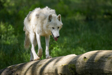 View on a beautiful  arctic wolf in the forest in Fran
