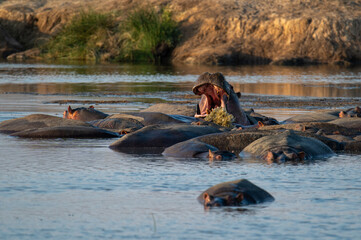 Fototapeta premium hippopotamus in river