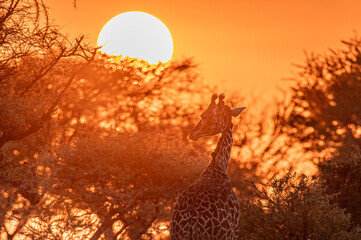 giraffe at sunrise © Federico Manoni