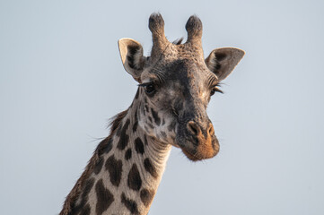 portrait of a giraffe