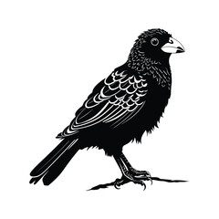 Fototapeta premium Barbet vector silhouette illustration black color